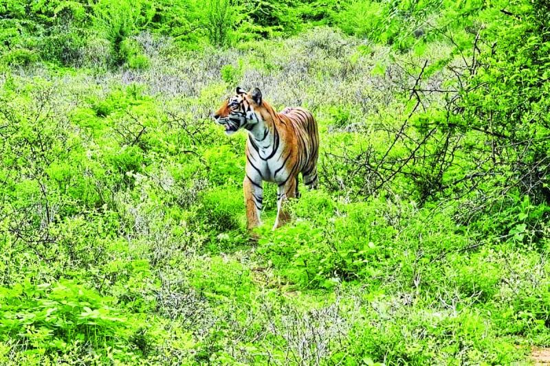 रणथम्भौर व सरिस्का में बढ़ रहा बाघ-बाघिन का कुनबा, रामगढ़-मुकुन्दरा तरसे