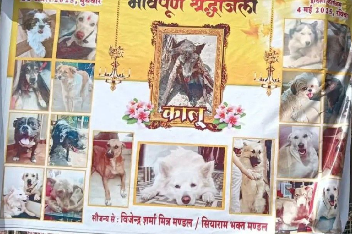 animal lovers organized Jalebi and paneer feast on 13th day ceremony of death of a street dog in indore mp news
