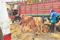 CG News: बजरंगियों ने पीछा कर पशु तस्करों को पकड़ा, चार पहिया में मिले 26 मवेशी