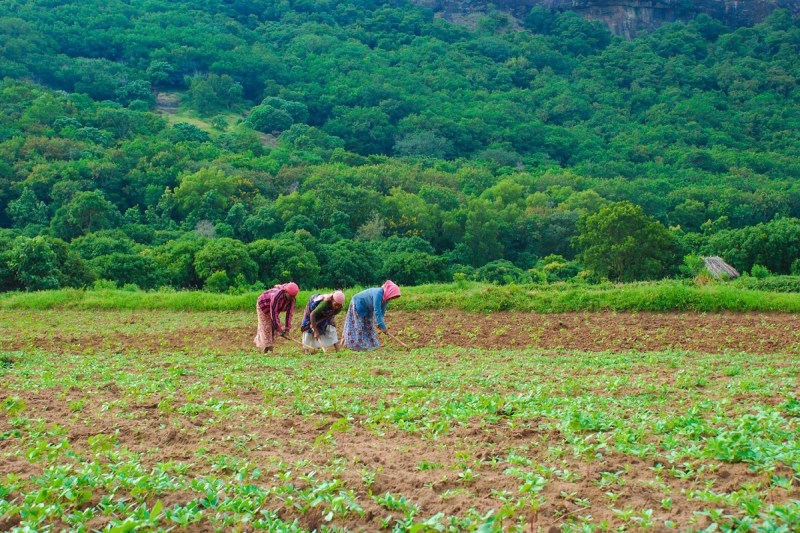 Raipur News: कृषि इनोवेशन हब में शामिल होने मिले 117 आवेदन, 25 लाख तक की मिलेगी फंडिंग