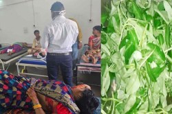 CG News: शादी समारोह में करमत्ता भाजी खाने से बिगड़ी तबियत, 15 लोग हुए बीमार - image
