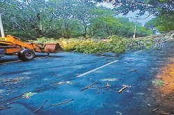 CG News: भिलाई में आंधी से उखड़ गए 32 पेड़, रास्ता हुआ बंद, हटाने में जुटा विभाग - image