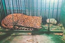 CG News: शिकार के लालच में पिंजरा तक पहुंचा तेंदुआ, वन विभाग के कर्मियों ने किया
काबू - image