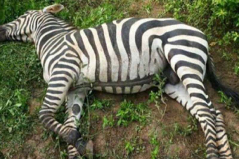 CG News: जंगल सफारी में गुजरात से लाए जेब्रा की मौत, रसेल वाइपर ने डसा