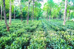 International Tea day: जशपुर के पहाड़ी कोरवा बनेंगे चाय बागानों के मालिक,
टूरिज्म को भी मिल रहा बढ़ावा - image