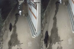 CG News: गांव की गलियों में भालू की चहलकदमी, सीसीटीवी कैमरे में कैद हुआ वीडियो - image