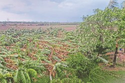 CG Weather: आंधी तूफ़ान से केले की फसल तबाह,किसानों को बड़े नुकसान की आशंका - image