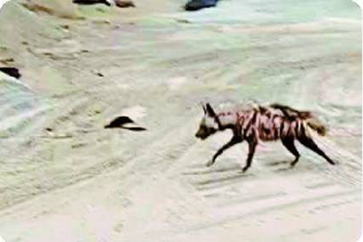 Bhilai News: भिलाई स्टील प्लांट में दिखा लकड़बग्घा, वन विभाग ने जारी किया अलर्ट
