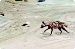 Bhilai News: भिलाई स्टील प्लांट में दिखा लकड़बग्घा, वन विभाग ने जारी किया अलर्ट - image