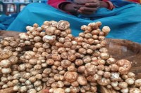 CG: छत्तीसगढ़ के जंगलों से निकलती है यह औषधीय मशरूम, 2000 रुपये किलो तक है बाजारों में कीमत