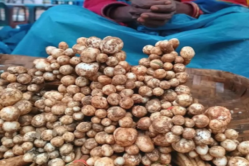 CG: छत्तीसगढ़ के जंगलों से निकलती है यह औषधीय मशरूम, 2000 रुपये किलो तक है बाजारों में कीमत