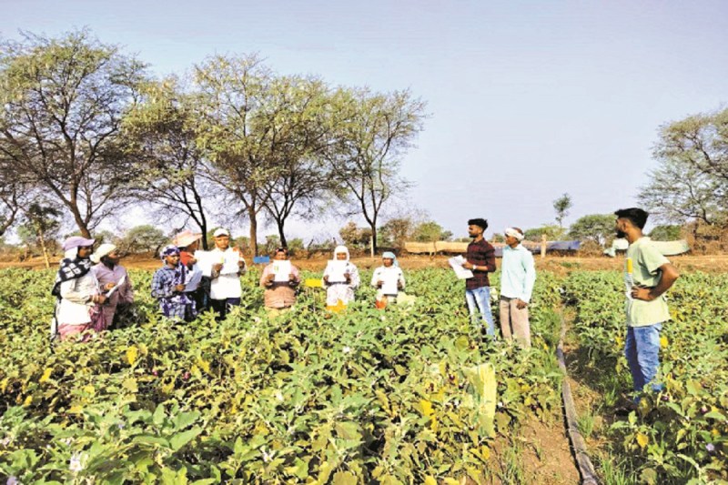 CG News: महिलाओं को फूलों की खेती करने दे रहे ट्रेनिंग, बन रही आत्मनिर्भर