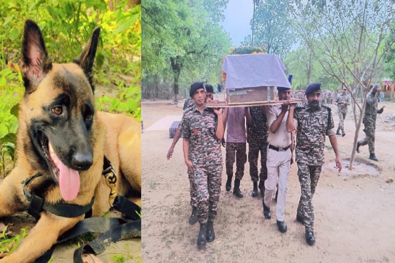 CG News: रोलो को सैन्य सम्मान के साथ दी अंतिम विदाई, मधुमक्खियों ने किया था हमला