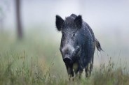CG boar attack: जंगली सुअर के हमले से बुजुर्ग की मौत, परिजनों को वन विभाग देगा 6 लाख का मुआवजा