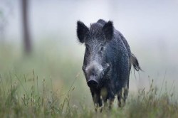 CG boar attack: जंगली सुअर के हमले से बुजुर्ग की मौत, परिजनों को वन विभाग देगा 6
लाख का मुआवजा - image