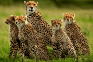 cheetah
