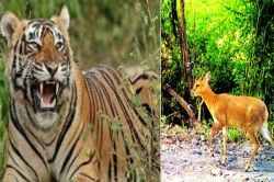 टाइगर को ही नहीं नहीं, इन जानवरों को भी खूब भा रहा है सरिस्का…  - image