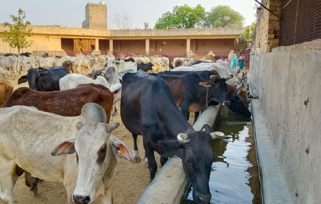 गोशालाओं का 7 माह से रुका सरकारी अनुदान, चारे-पानी का संकट, दान पर टिका गोवंश का
जीवन
