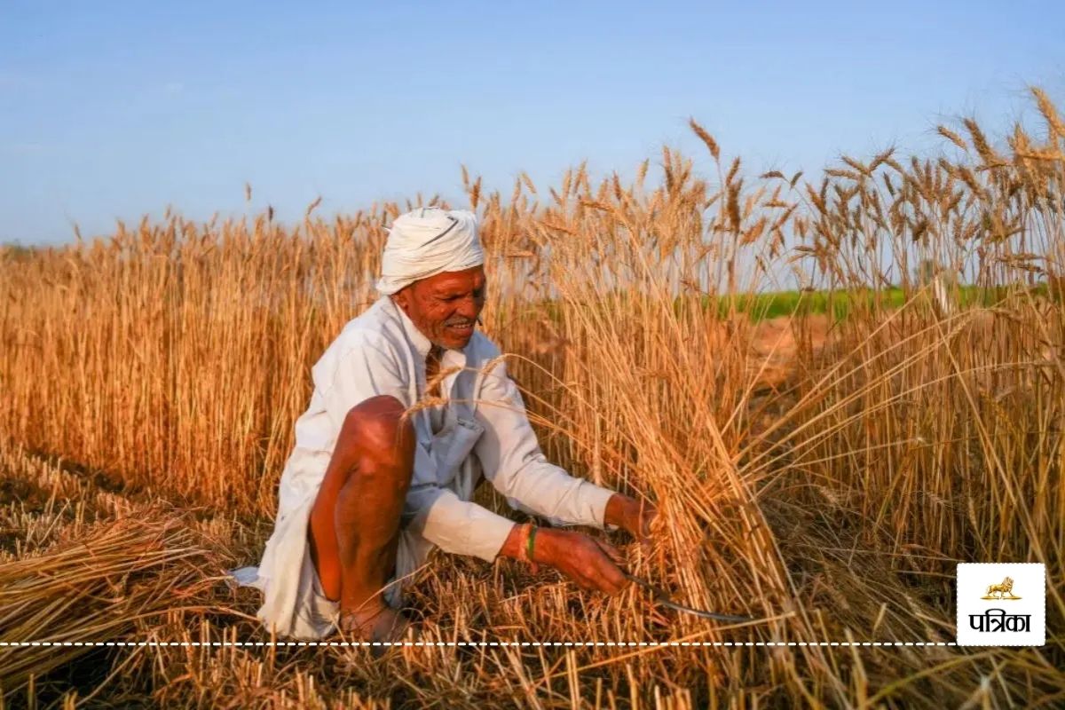 राजस्थान में फसल उत्पादन का तैयार हो रहा आंकड़ा, 15 मई तक चलेगी डिजिटल गिरदावरी