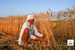 राजस्थान में फसल उत्पादन का तैयार हो रहा आंकड़ा, 15 मई तक चलेगी डिजिटल गिरदावरी - image