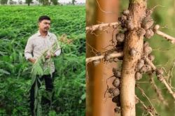 किसानों के लिए वरदान बनेगी ढैंचा की खेती, हजारों किसानों को फ्री में मिलेगा बीज,
31 मई तक होगा चयन - image