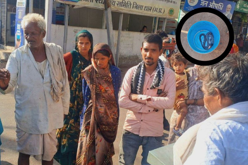 family brought dead snake in a bucket in hospital after 9 year old child died by snake bite in dhar mp news