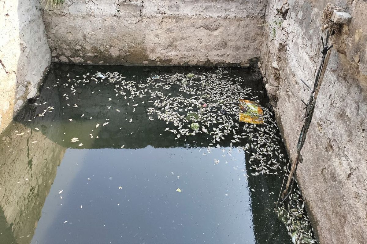 तालाब की बावड़ी में गर्म हुआ पानी, हजारों मछलियों की मौत