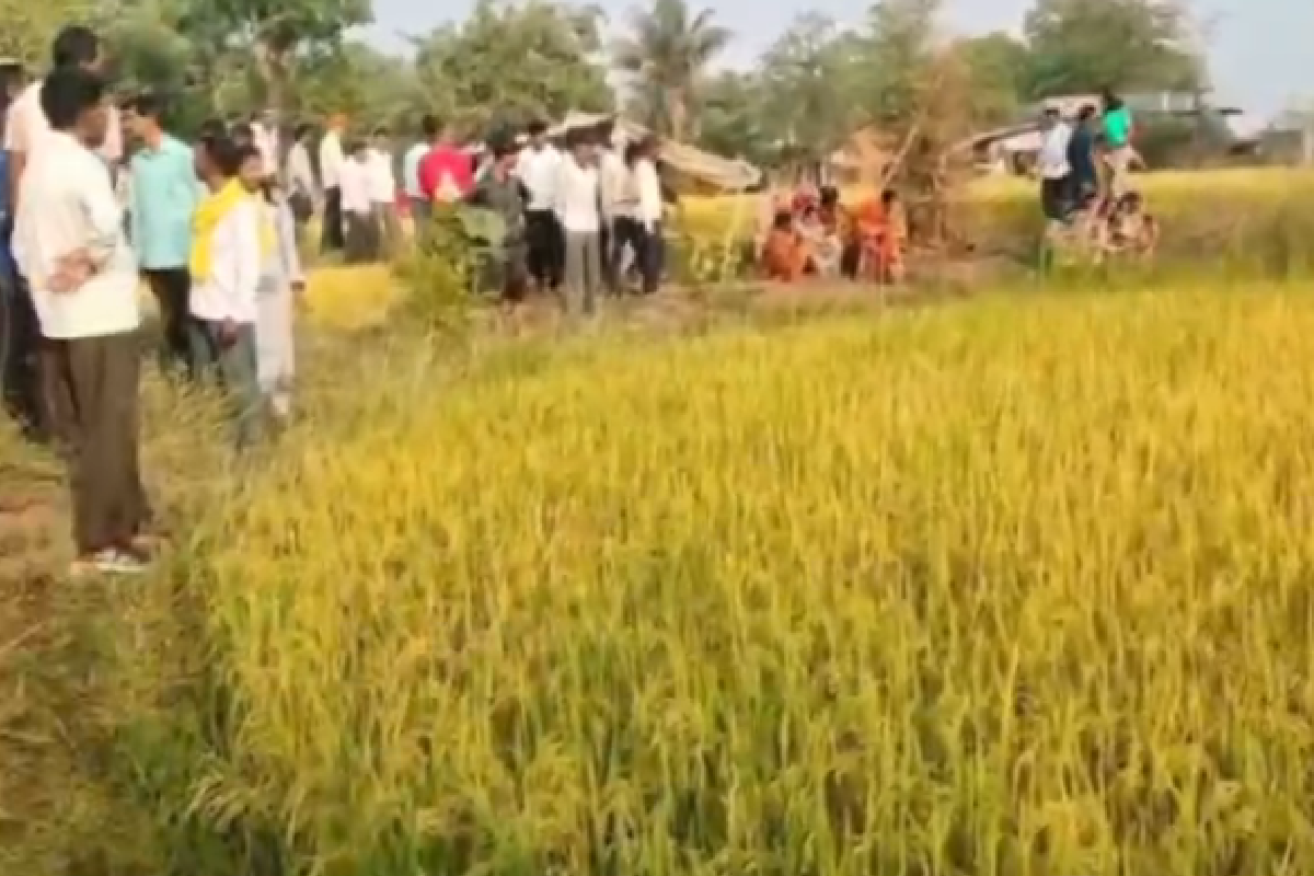 Video News: खेत पर काम कर रहे किसान का बाघ ने किया शिकार, गांव में मचा हड़कंप