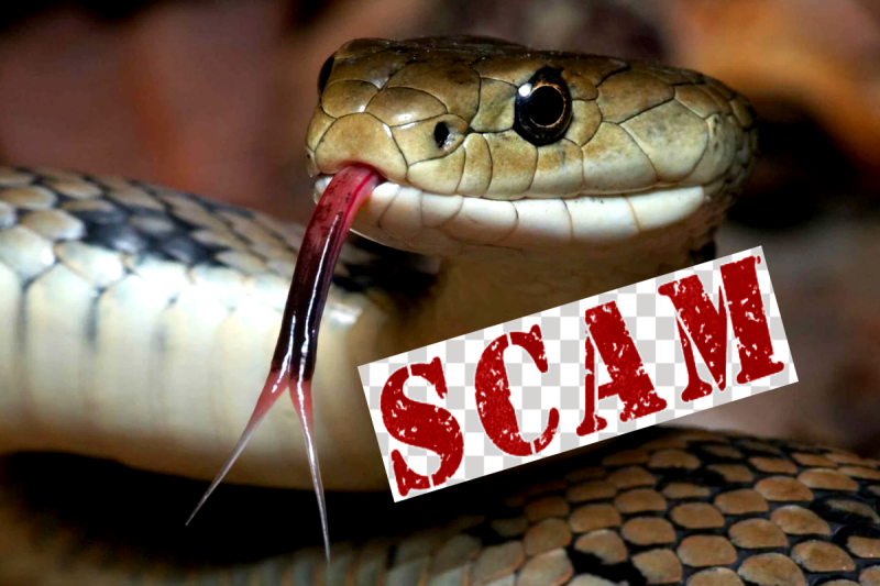 Snake Scam in MP