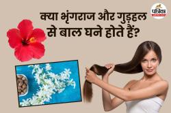 Bhringraj and Hibiscus Benefits: भृंगराज और गुड़हल से पाएं लंबे, घने बाल, जानिए
सही इस्तेमाल का तरीका - image
