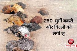 मुर्गी बकरी और बिल्ली को लगी लू, सामने आए 250 मामले - image