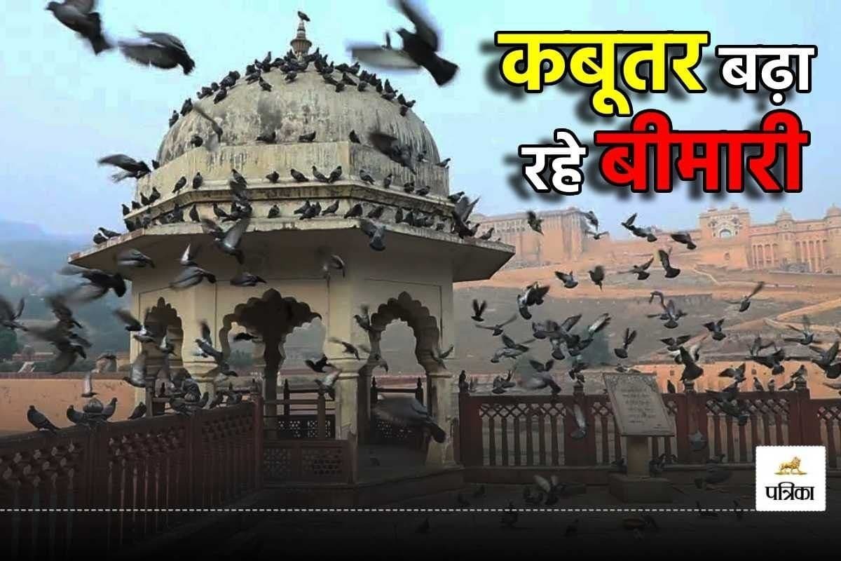 कबूतरों से फैल रही सांस की बीमारी, एक्सपर्ट्स ने बताया… फेफड़ों में बन सकते हैं
जाले