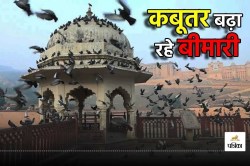 कबूतरों से फैल रही सांस की बीमारी, एक्सपर्ट्स ने बताया… फेफड़ों में बन सकते हैं
जाले - image