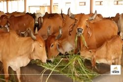 अलवर जिले में खुलेंगी नई गोशालाएं, गौ-हत्या पर लगेगी लगाम  - image