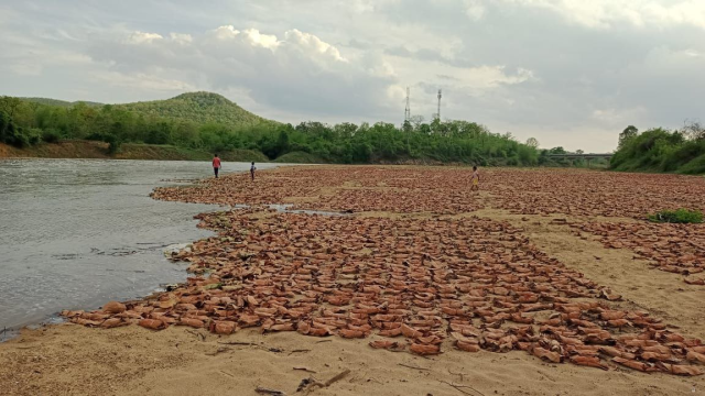 CG News: दो दिनों से रुक-रुककर बारिश, नदी किनारे सूख रहे तेंदूपत्ता के लाखों बंडल बह गए