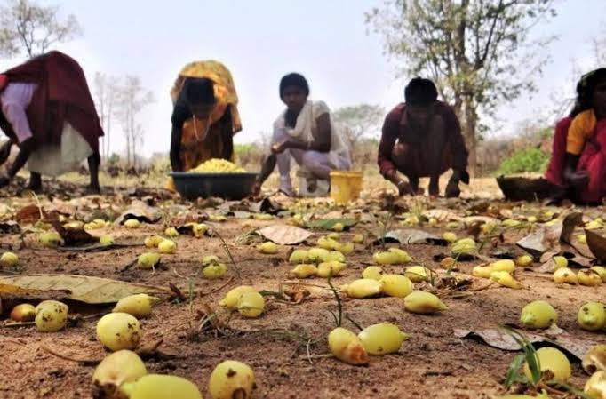CG News: बस्तर के महुए से बनी चाय की महक सात समंदर पार, लंदन में 5 फ्लेवर की चुस्की ले रहे लोग