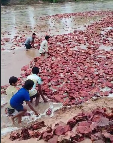 CG News: दो दिनों से रुक-रुककर बारिश, नदी किनारे सूख रहे तेंदूपत्ता के लाखों बंडल बह गए