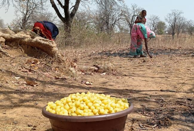 CG News: बस्तर के महुए से बनी चाय की महक सात समंदर पार, लंदन में 5 फ्लेवर की चुस्की ले रहे लोग