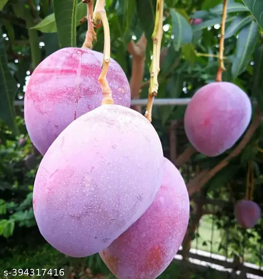 Japanese mangoes 