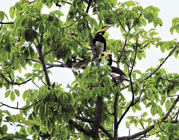 Udanti Sitanadi Tiger Reserve