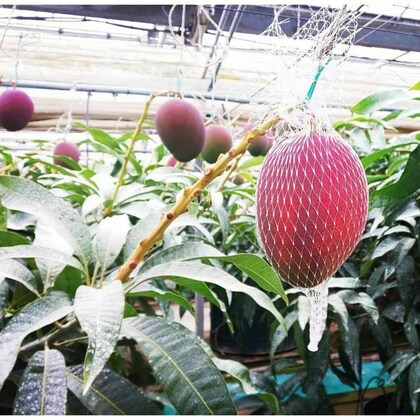 Japanese mangoes 