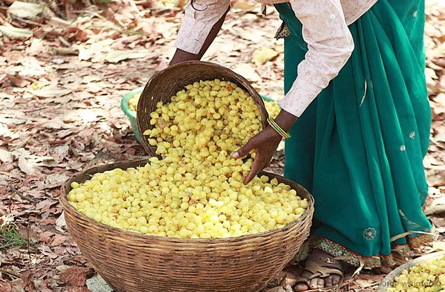 CG News: बस्तर के महुए से बनी चाय की महक सात समंदर पार, लंदन में 5 फ्लेवर की चुस्की ले रहे लोग