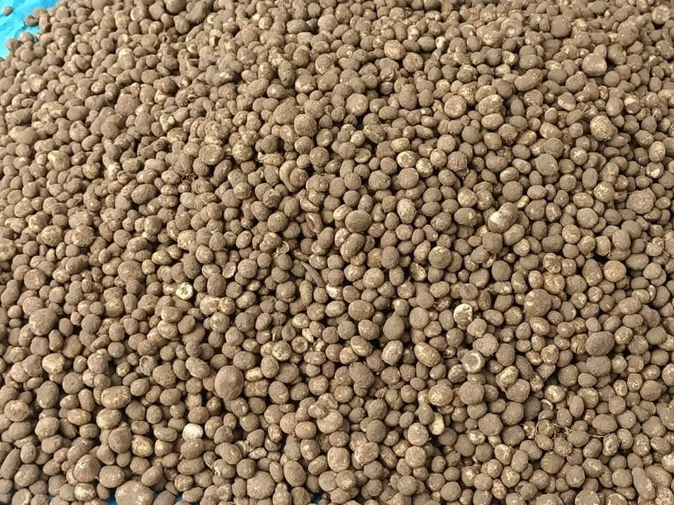 CG: छत्तीसगढ़ के जंगलों से निकलती है यह औषधीय मशरूम, 2000 रुपये किलो तक है बाजारों में कीमत
