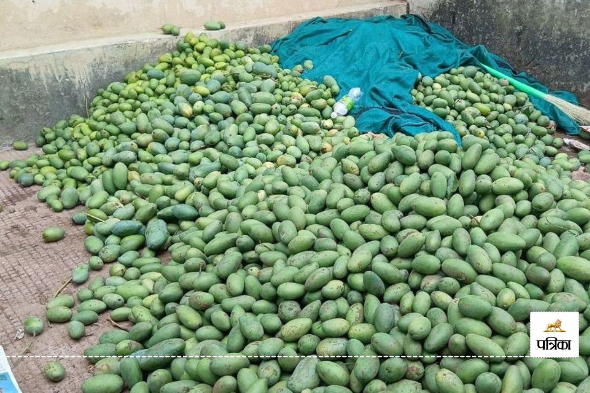 राजस्थान में इस वर्ष होगा आम का भारी संकट, न मिलेगा ‘लंगड़ा’, न चख सकेंगे दशहरी