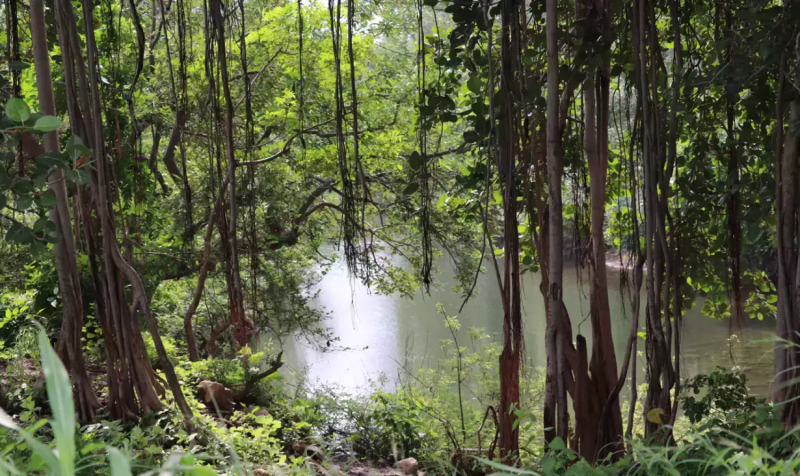 A dense jungle will be built in the name of Oxygen Park in the middle of 7 cities of MP