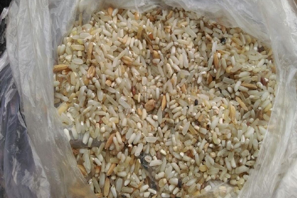 शर्मनाक: गरिबों के लिए आया मुर्गियों को खिलाने वाला चावल, लगे थे फफूंद