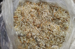 शर्मनाक: गरिबों के लिए आया मुर्गियों को खिलाने वाला चावल, लगे थे फफूंद - image