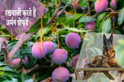दुनिया के सबसे महंगे ‘आम’ की रखवाली करते हैं जर्मन शेफर्ड - image