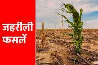 क्लाइमेट चेंज से फसलें जहरीली
