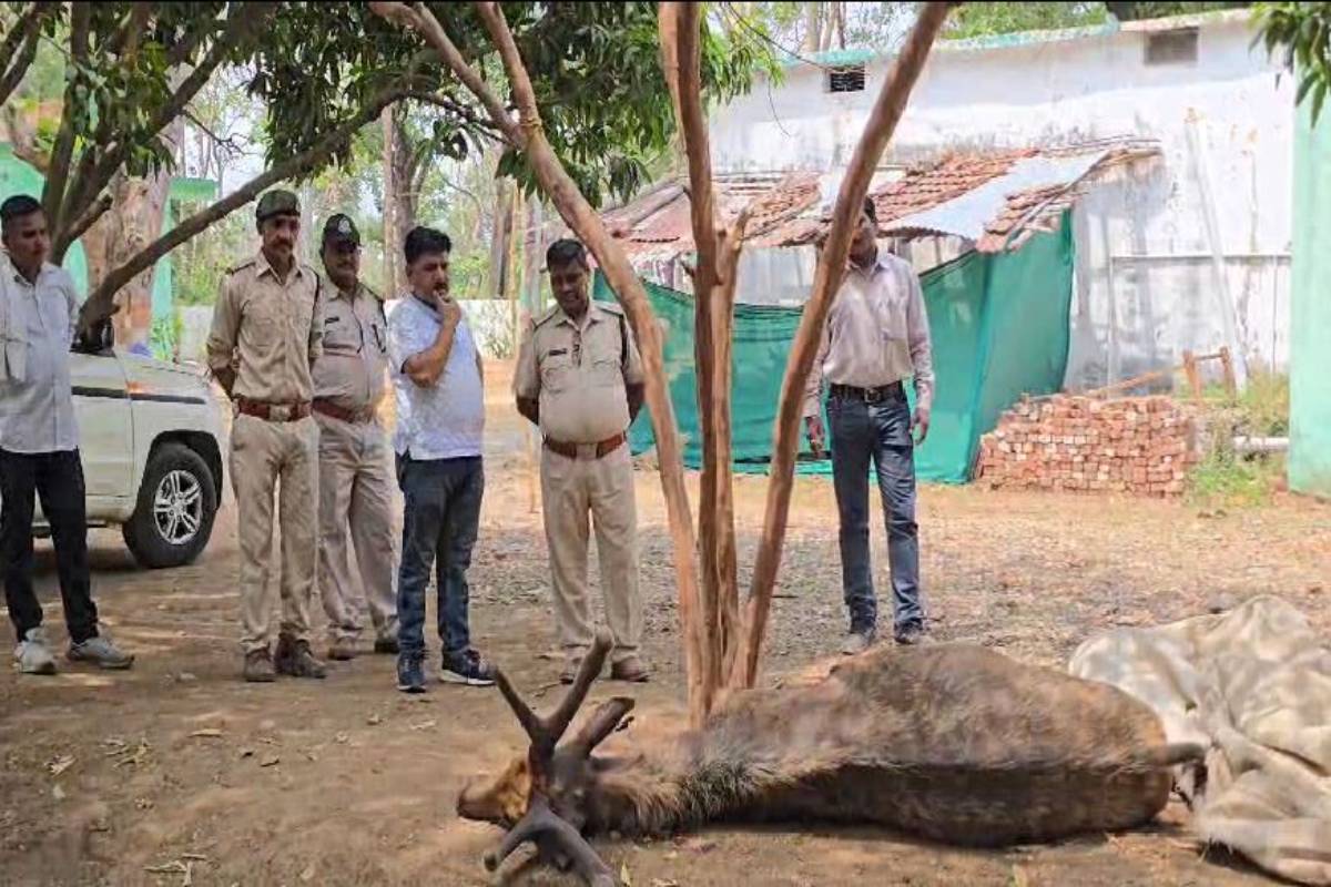 भोपाल नंबर की कार से आए शिकारियों ने सांभर का किया शिकार..